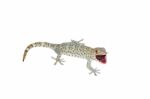 Gecko Reptile Lizard Stock Photo