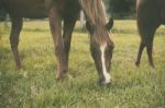 Horse In The Countryside Stock Photo