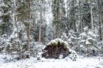 Pine Forest In A Winter Day Stock Photo