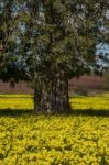 Almond Orchard In A Field Of Yellow Flowers Stock Photo