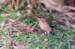 Chaffinch (fringilla Coelebs) Stock Photo