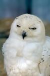 Snowy Owl (bubo Scandiacus) Stock Photo