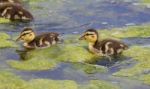 Beautiful Young Ducks Are Going Through The Algae Stock Photo