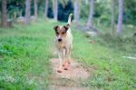 Dog Walking At Farm Stock Photo