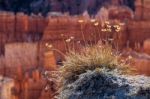 Clinging To The Edge Of The Canyon Stock Photo