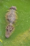 Crocodile Breeding Farm In Siem Reap, Cambodia Stock Photo