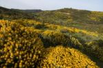 Landscape With Ulex Densus Shrubs Stock Photo