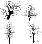 Dead Tree Without Leaves Isolated Stock Photo