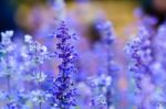 Purple White Salvia Flowers Close Up Stock Photo