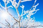 Winter And Sunny In Deogyusan,korea Stock Photo