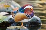 Male Mandarin Duck Stock Photo