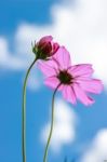 Colorful Cosmos Flower Blooming In The Field Stock Photo