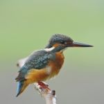 Common Kingfisher Stock Photo