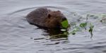 Beautiful Isolated Photo Of A Beaver Eating Leaves In The Lake Stock Photo