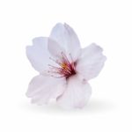 Cherry Blossom, Sakura Flowers Isolated On White Background Stock Photo