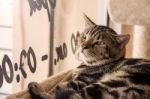 American Shorthair Cat Lying Down And Looking Through The Window Stock Photo