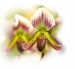 Orchid Stock Photo