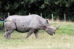 Black Rhinoceros Or Hook-lipped Rhinoceros (diceros Bicornis) Stock Photo