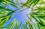 Ear Of Rice And Leaves In The Rice Fields Stock Photo