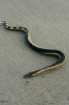 Sea Snake On A Beach Stock Photo