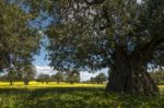 Almond Orchard In A Field Of Yellow Flowers Stock Photo