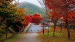 Autumn Leaves In Kawaguchiko, Stock Photo