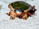 Big Green Beetle Stock Photo