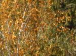 Autumn Tree Foliage Texture Stock Photo