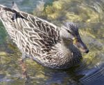 Isolated Picture With A Funny Duck Stock Photo