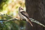 Kookaburra Gracefully Sitting In A Tree Stock Photo