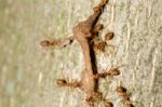 
Many Ants Carrying Food Back To The Nest Together Stock Photo