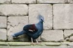 Fuengirola, Andalucia/spain - July 4 : Southern Crowned Pigeon ( Stock Photo