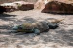 Komodo Dragon (varanus Komodoensis) At The Bioparc In Fuengirola Stock Photo