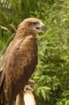 A Common Buzzard Stock Photo