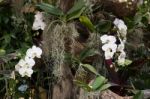 Beautiful White Orchid Flower Blooming Stock Photo