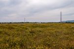 Spring Algarve Landscape Flora Stock Photo