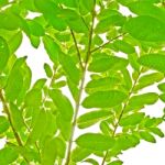 Green Leaves From Guava On White Background For Isolated Stock Photo