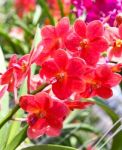 Beautiful Orchid In Garden Stock Photo