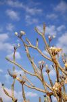 Frangipani Plumeria Stock Photo