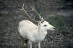 Buck Outside During The Day Stock Photo