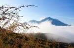 Wild Grasses At High Altitude Stock Photo