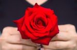 Hand Of Woman Give A Red Rose. Valentine's Day Stock Photo