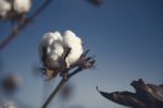 Cotton Field In Oakey, Queensland Stock Photo