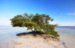 A Mangrove Tree Stock Photo