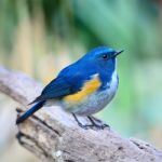 Male Himalayan Bluetail Stock Photo