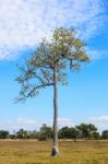 Tree And Sky In Countryside Stock Photo