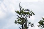 Grey Heron (ardea Cinerea) Perched On A Tree Stock Photo