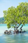 Mangrove Plants Stock Photo