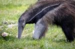 Giant Anteater (myrmecophaga Triductyla) Stock Photo