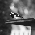 Small Magpie Lark Outside In The Afternoon Stock Photo